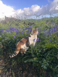 Lost Female Cat last seen Lincoln Ave and Kensal Pl, Coquitlam, BC V3B 0E1