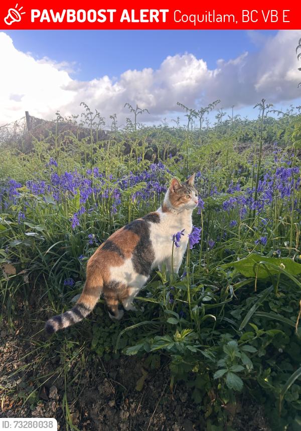 Lost Female Cat last seen Lincoln Ave and Kensal Pl, Coquitlam, BC V3B 0E1