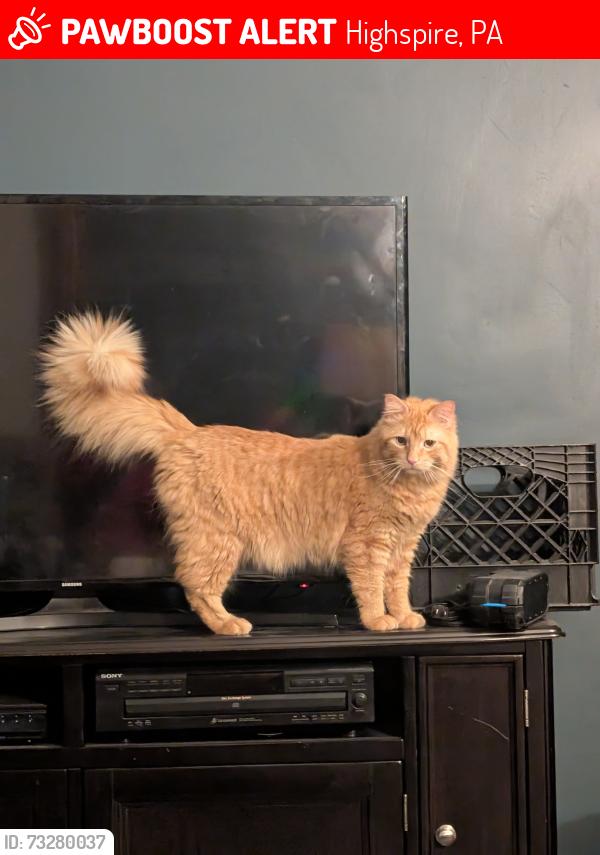 Lost Male Cat last seen High St and Lumber St, Highspire, PA 17034