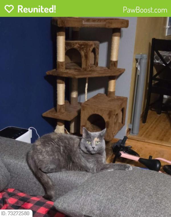 Reunited Female Cat last seen Racine ave and national ave in new berlin, New Berlin, WI 53146