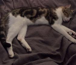 Reunited Male Cat last seen Greenhills Road and Natalie Court Bayswater North, Bayswater North, VIC 3153