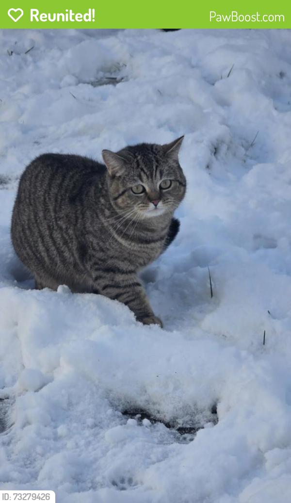 Reunited Male Cat last seen Cuba ave 10306, Staten Island, NY 10306
