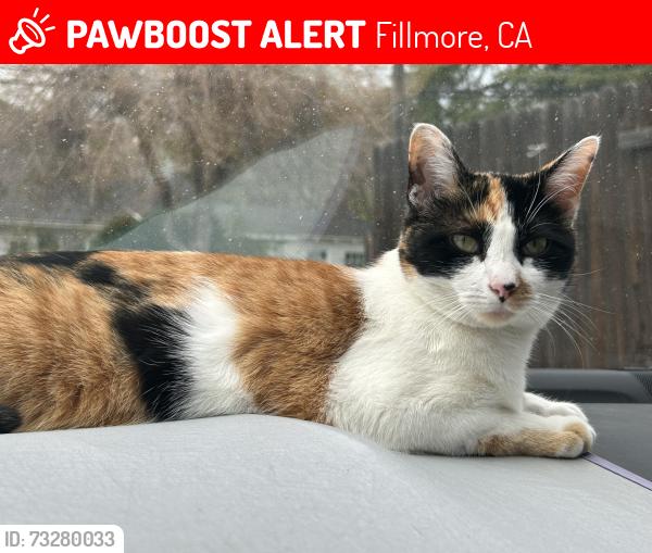 Lost Female Cat last seen 2nd St./Saratoga St, Fillmore, CA 93015