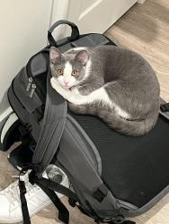 Lost Male Cat last seen Enid Street, Crescent Springs, KY 41017