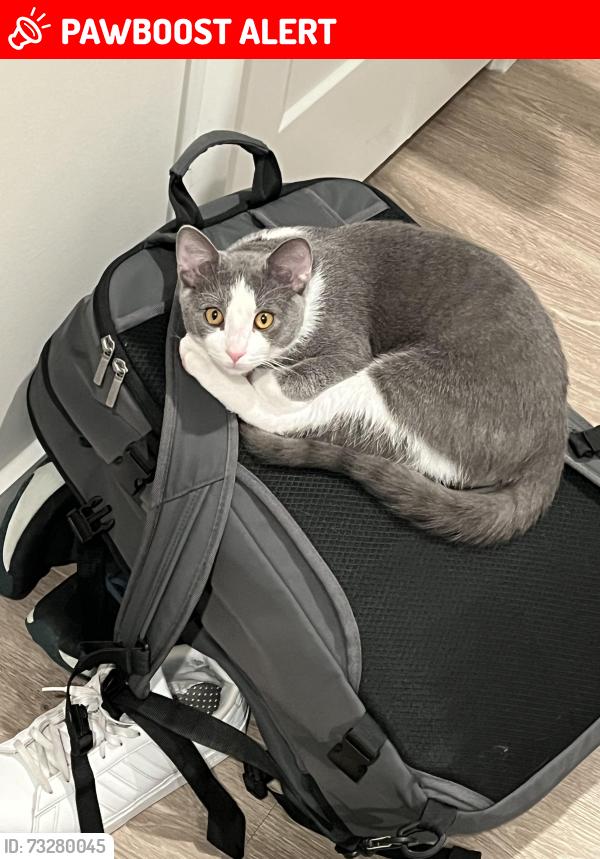 Lost Male Cat last seen Enid Street, Crescent Springs, KY 41017
