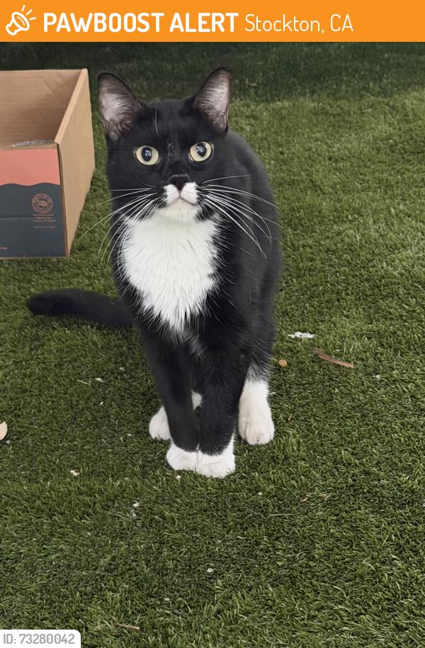 Found/Stray Unknown Cat last seen W Washington st, Stockton, CA 95203