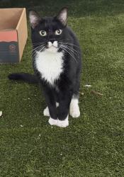 Found/Stray Unknown Cat last seen W Washington st, Stockton, CA 95203