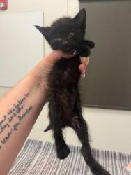 Shelter Stray Male Cat last seen Wayne Ave & E 44th St, KCMO, 64110, 64110, MO, 7077 Elmwood Ave, Kansas City, MO 64132, USA