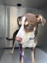 Shelter Stray Male Dog last seen E Gulf to Lake Hwy, Inverness,, 4030 S Airport Rd, Inverness, FL 34450, USA