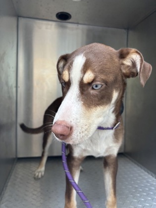 Shelter Stray Male Dog last seen E Gulf to Lake Hwy, Inverness,, 4030 S Airport Rd, Inverness, FL 34450, USA