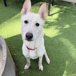 Shelter Stray Male Dog last seen ND, Oakland, CA, 1101 29th Ave, Oakland, CA 94601, USA