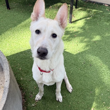 Shelter Stray Male Dog last seen ND, Oakland, CA, 1101 29th Ave, Oakland, CA 94601, USA
