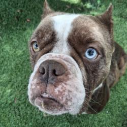 Shelter Stray Female Dog last seen , , CA, 1101 29th Ave, Oakland, CA 94601, USA