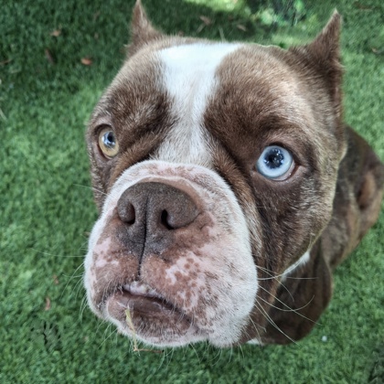 Shelter Stray Female Dog last seen , , CA, 1101 29th Ave, Oakland, CA 94601, USA