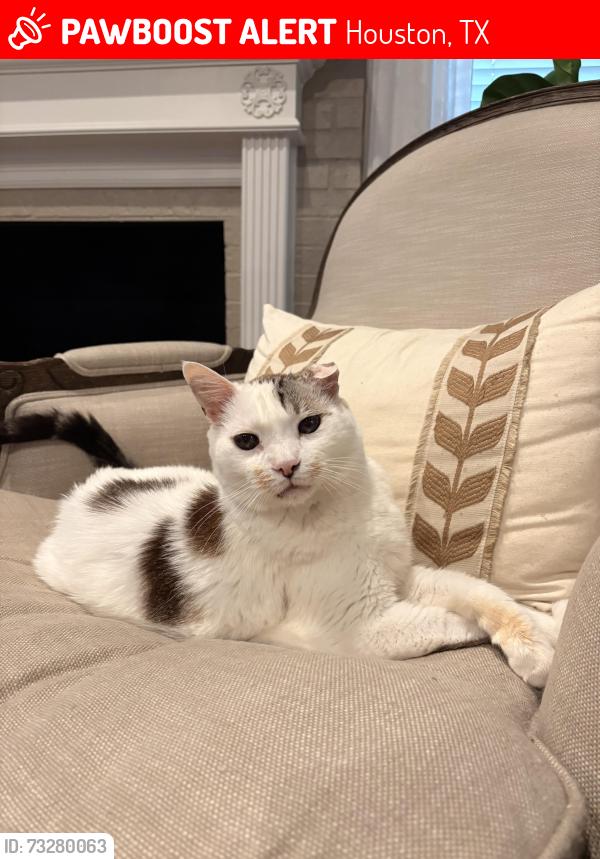 Lost Male Cat last seen Barryknoll and yorkchester, Houston, TX 77079