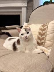 Lost Male Cat last seen Barryknoll and yorkchester, Houston, TX 77079