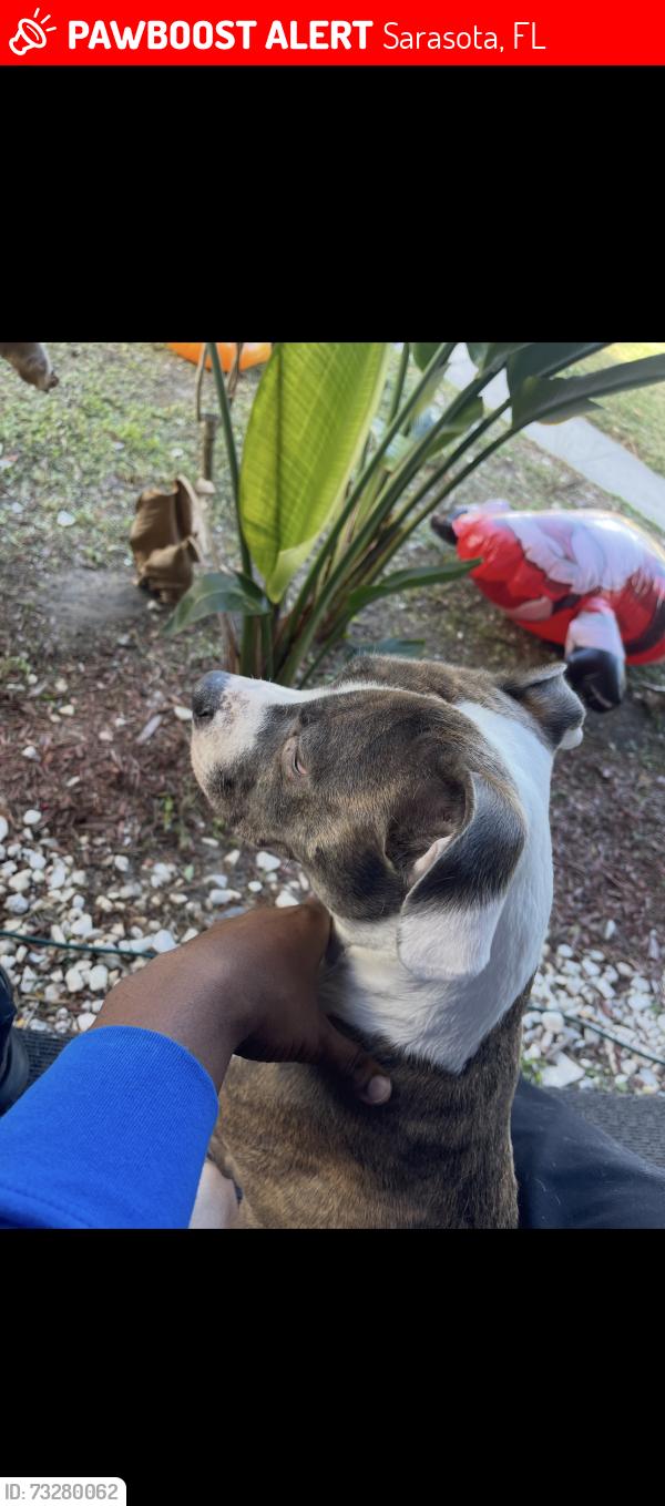 Lost Female Dog last seen 29th st & dr. Martin Luther king way, Sarasota, FL 34234