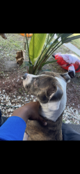 Lost Female Dog last seen 29th st & dr. Martin Luther king way, Sarasota, FL 34234