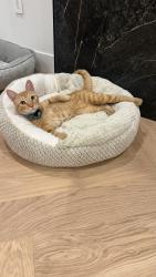 Lost Male Cat last seen Circle j, Santa Clarita, CA 91350