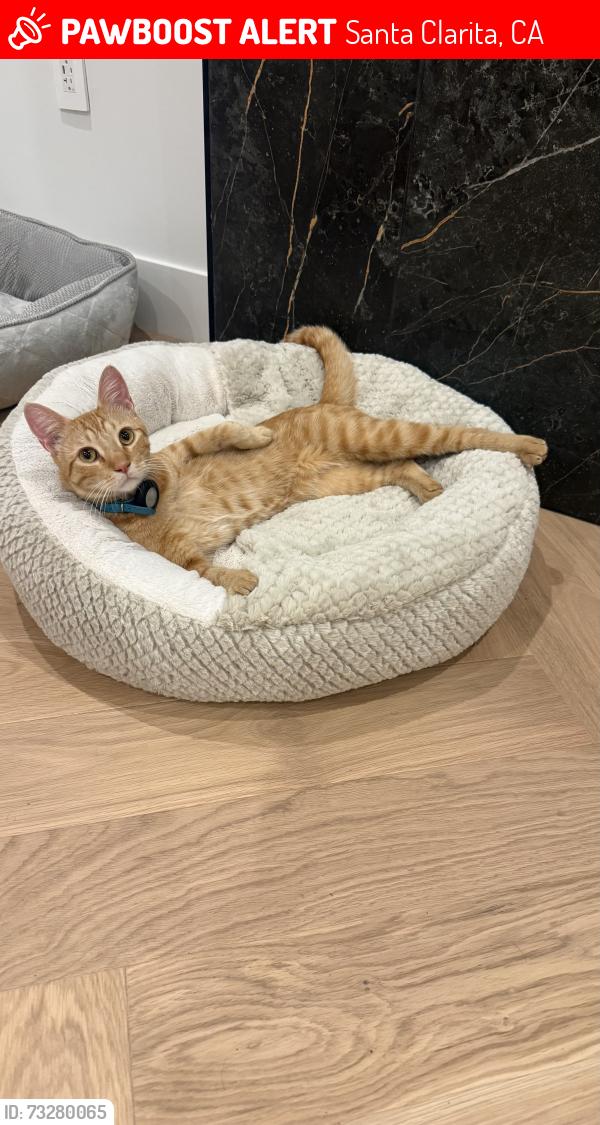 Lost Male Cat last seen Circle j, Santa Clarita, CA 91350