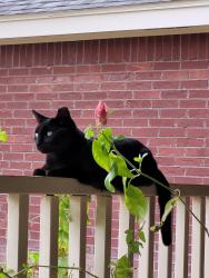 Lost Female Cat last seen 495(Griffin Parkway) between Mayberry n bryan, Mission, TX 78574