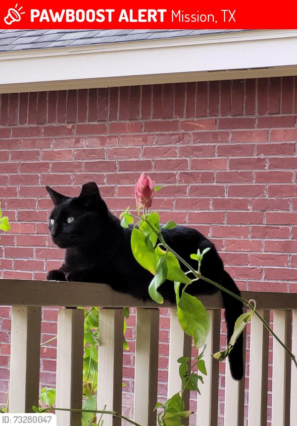 Lost Female Cat last seen 495(Griffin Parkway) between Mayberry n bryan, Mission, TX 78574