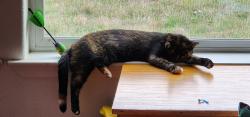 Lost Female Cat last seen Hwy 99 & James Rd, Rochester, WA 98579