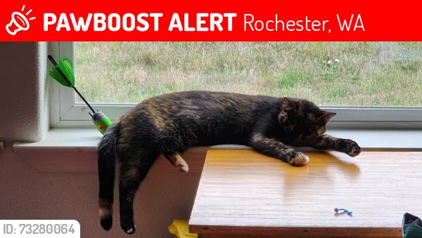 Lost Female Cat last seen Hwy 99 & James Rd, Rochester, WA 98579