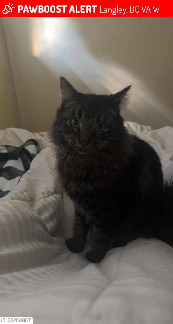 Lost Male Cat last seen I don’t know, Langley, BC V3A 3W5
