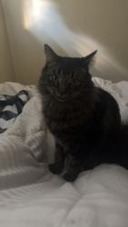 Lost Male Cat last seen I don’t know, Langley, BC V3A 3W5