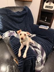 Found/Stray Male Dog last seen Fire station, Los Angeles, CA 90047