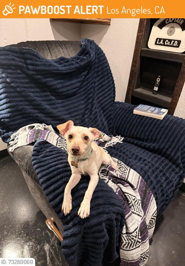 Found/Stray Male Dog last seen Fire station, Los Angeles, CA 90047