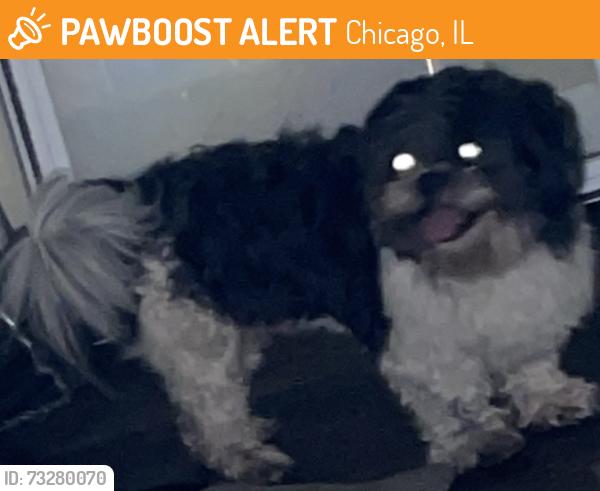 Found/Stray Male Dog last seen Mr bubbles laundry, Chicago, IL 60620