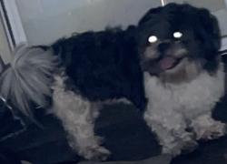 Found/Stray Male Dog last seen Mr bubbles laundry, Chicago, IL 60620