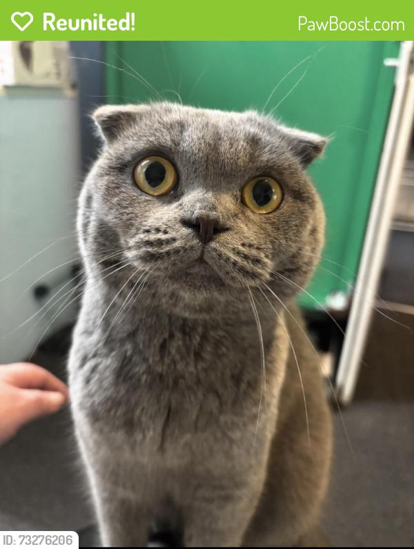 Reunited Female Cat last seen Ashburnham road, Westcliff-on-Sea, England SS1 1QB
