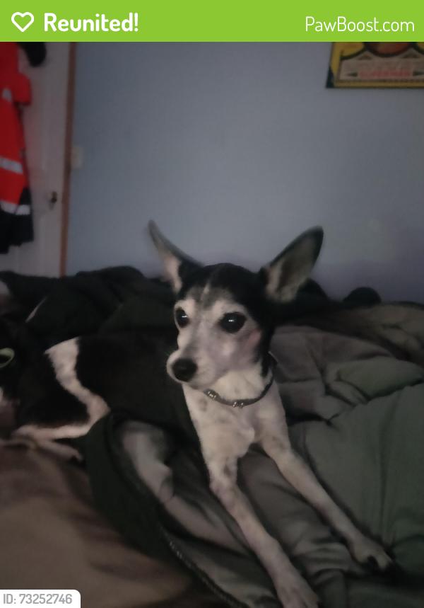 Reunited Female Dog last seen Edelsten Road near the Jimboomba Scouts, Jimboomba, QLD 4280