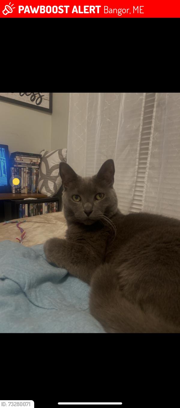 Lost Male Cat last seen Hammond st, Bangor, ME 04401