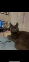 Lost Male Cat last seen Hammond st, Bangor, ME 04401