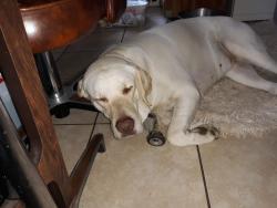 Lost Female Dog last seen 79th, Kansas City, MO 64114
