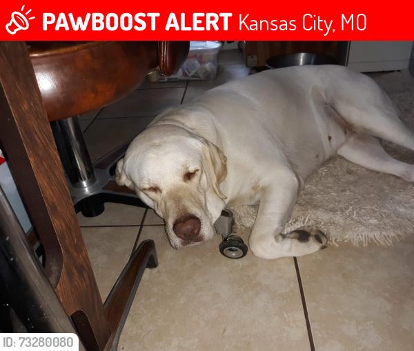 Lost Female Dog last seen 79th, Kansas City, MO 64114