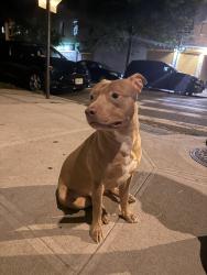 Found/Stray Unknown Dog last seen Newbold ave near castle hill in the Bronx, The Bronx, NY 10461
