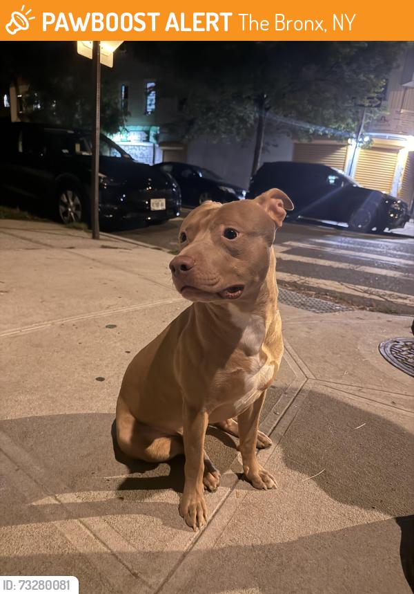 Found/Stray Unknown Dog last seen Newbold ave near castle hill in the Bronx, The Bronx, NY 10461