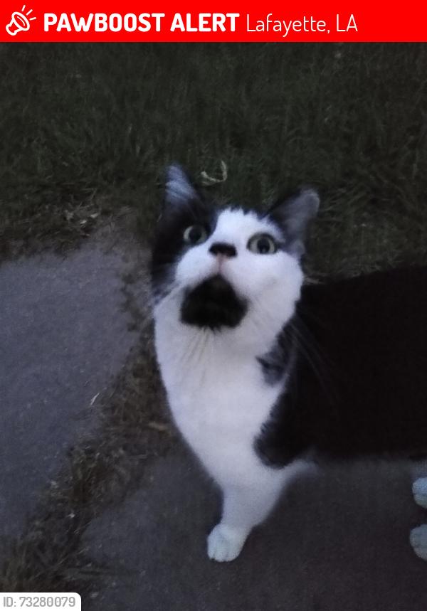 Lost Male Cat last seen Failla Road, Lafayette, LA 70508