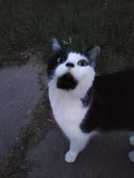 Lost Male Cat last seen Failla Road, Lafayette, LA 70508