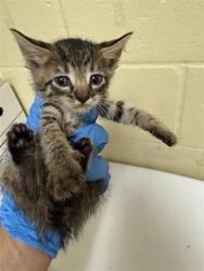 Shelter Stray Male Cat last seen ELITE DR & HILO WAY, 2127 Front St, Sacramento, CA 95818, USA
