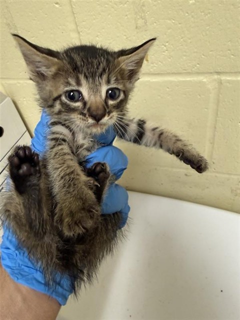 Shelter Stray Male Cat last seen ELITE DR & HILO WAY, 2127 Front St, Sacramento, CA 95818, USA