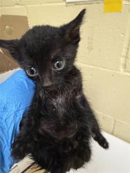 Shelter Stray Female Cat last seen ELITE DR & HILO WAY, 2127 Front St, Sacramento, CA 95818, USA