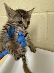 Shelter Stray Female Cat last seen ELITE DR & HILO WAY, 2127 Front St, Sacramento, CA 95818, USA