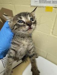 Shelter Stray Male Cat last seen ELITE DR & HILO WAY, 2127 Front St, Sacramento, CA 95818, USA