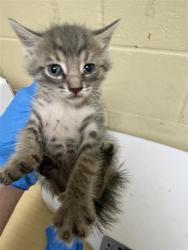 Shelter Stray Male Cat last seen ELITE DR & HILO WAY, 2127 Front St, Sacramento, CA 95818, USA